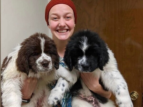   Newfoundland puppies X WhatsApp me : +351 922 210 181
