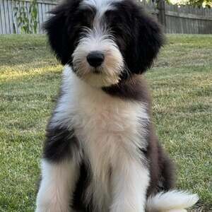 Bearded Collie Puppies X WhatsApp me : +351 922 210 181 | PostAds PH