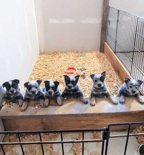  Australian Cattle Dog Puppies  X WhatsApp me : +351 922 210 181