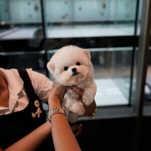 Toy Bichon Frise Puppies X WhatsApp me : +351 922 210 181 | PostAds PH