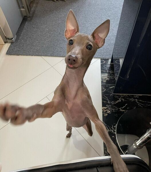   Italian Greyhound puppies X WhatsApp me : +351 922 210 181