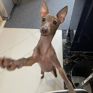 Italian Greyhound puppies X WhatsApp me : +351 922 210 181 | PostAds PH