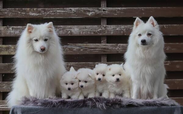   Japanese Spitz puppies X WhatsApp me : +351 922 210 181