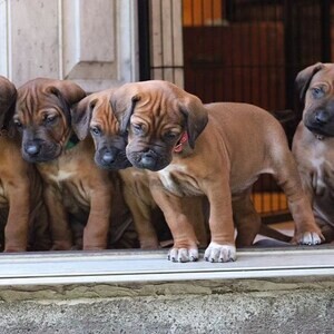 rhodesian ridgeback Puppies X WhatsApp me : +351 922 210 181 | PostAds PH