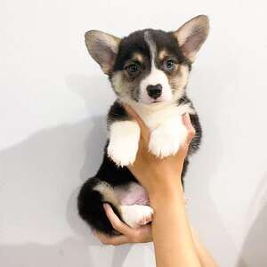 Welsh Corgi Puppies X WhatsApp me : +351 922 210 181 | PostAds PH