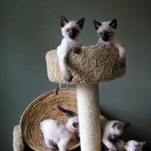 Siamese Kittens Ready X WhatsApp me : +351 922 210 181 | PostAds PH