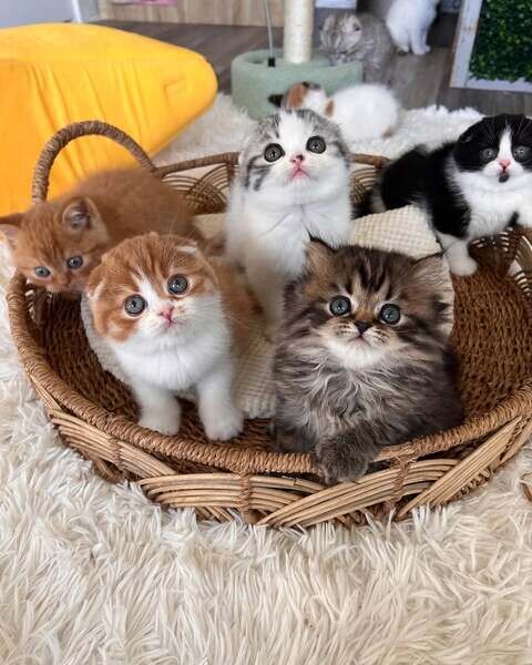  Scottish Fold Kittens X WhatsApp me : +351 922 210 181