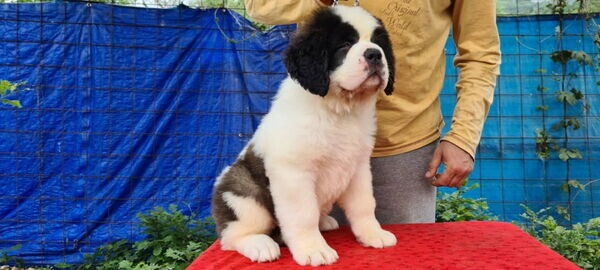  Saint Bernard Puppies X WhatsApp me : +351 922 210 181