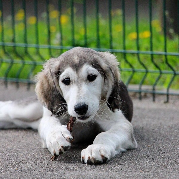   Saluki Puppies available  X  WhatsApp me : +351 922 210 181