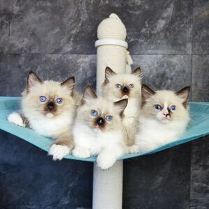 Ragdoll kittens X WhatsApp me : +351 922 210 181 | PostAds PH