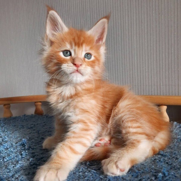  Maine Coon Kittens X WhatsApp me : +351 922 210 181