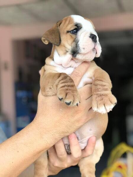  English Bulldog Puppies X WhatsApp me : +351 922 210 181