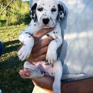 dalmatian puppies X WhatsApp me : +351 922 210 181 | PostAds PH