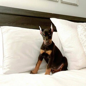Doberman Pinscher Puppies X WhatsApp me : +351 922 210 181 | PostAds PH