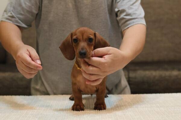  dachshund puppies X WhatsApp me : +351 922 210 181