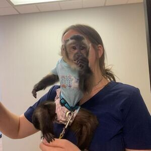 Lovely Capuchin Monkey Ready To Go | PostAds PH