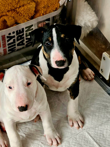  Bull terrier Puppies X WhatsApp me : +351 922 210 181