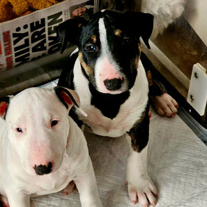 Bull terrier Puppies X WhatsApp me : +351 922 210 181 | PostAds PH
