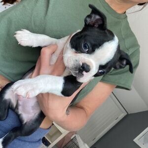 Boston Terrier Puppies X WhatsApp me : +351 922 210 181 | PostAds PH