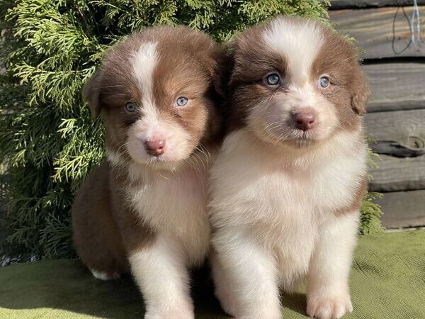   Border Collie pups x WhatsApp me : +351 922 210 181