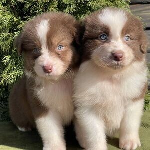 Border Collie pups x WhatsApp me : +351 922 210 181 | PostAds PH