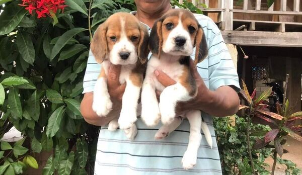  Beagle Puppies  X  WhatsApp me : +351 922 210 181