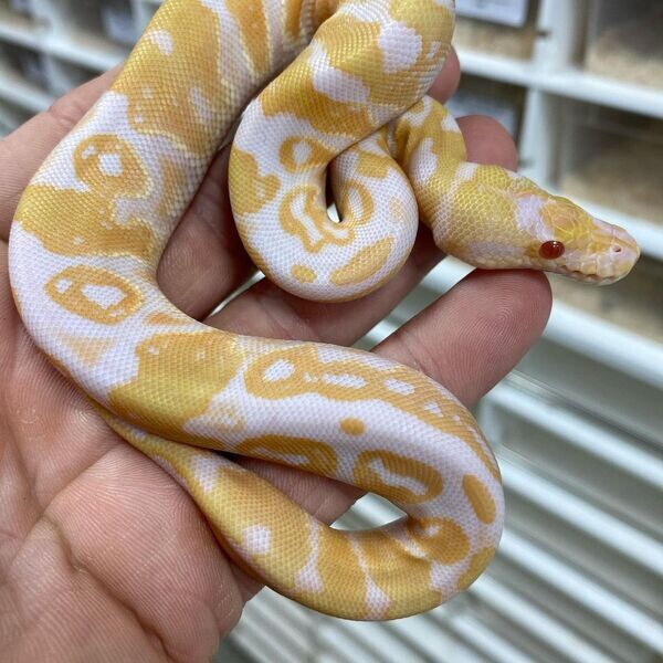  Albino Python snakes X  WhatsApp me : +351 922 210 181
