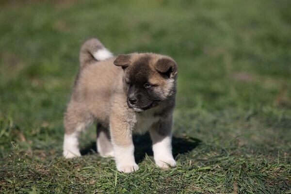   Akita Puppies X WhatsApp me : +351 922 210 181