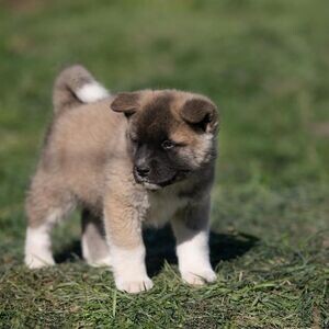 Akita Puppies X WhatsApp me : +351 922 210 181 | PostAds PH
