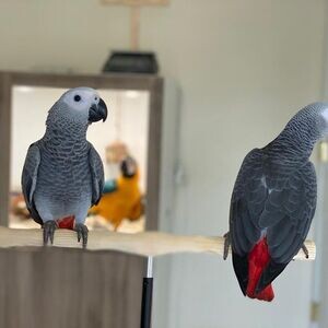 Talking African Grey Parrots X WhatsApp me : +351 922 210 181 | PostAds PH