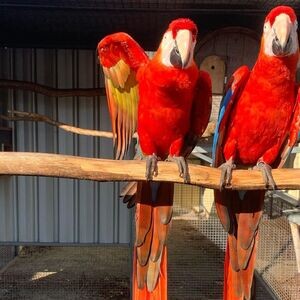 Scarlet Macaw Parrots X WhatsApp me : +351 922 210 181 | PostAds PH