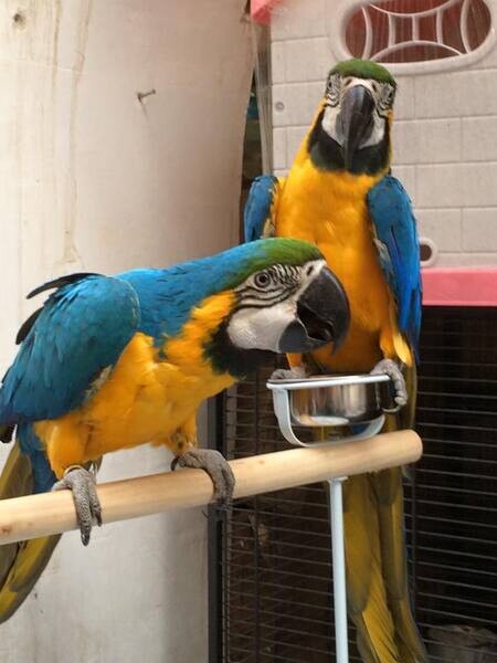  Blue and Gold Macaw Parrots x WhatsApp me : +351 922 210 181