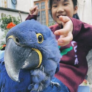Hyacinth Parrots X WhatsApp me : +351 922 210 181 | PostAds PH