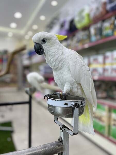 Cockatoo Parrots X  WhatsApp me : +351 922 210 181