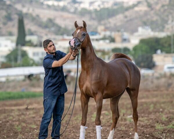  purebred Arabian Horses X  WhatsApp me : +351 922 210 181