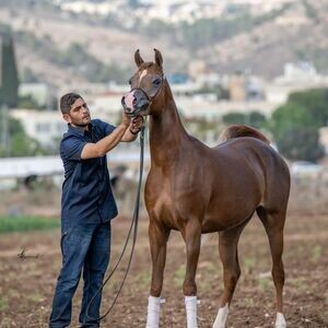 purebred Arabian Horses X WhatsApp me : +351 922 210 181 | PostAds PH