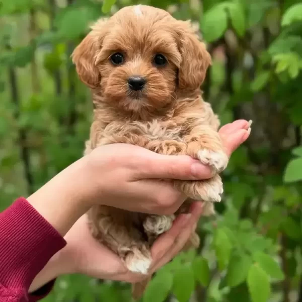  Maltipoo Puppies   X  WhatsApp me : +351 922 210 181