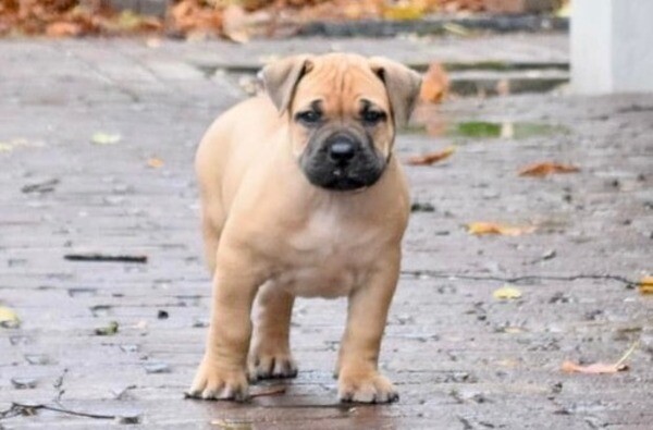  Boerboel Puppies  II WhatsApp me : +351 922 210 181