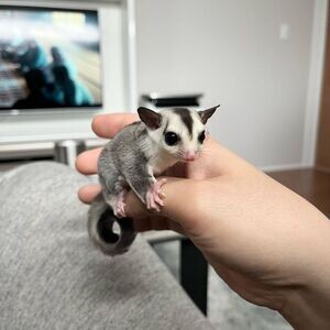 Sugar Gliders X WhatsApp me : +351 922 210 181 | PostAds PH