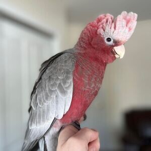 Galah Cockatoo Parrots II WhatsApp me : +351 922 210 181 | PostAds PH