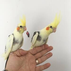 Adorable CockatielS X WhatsApp me : +351 922 210 181 | PostAds PH