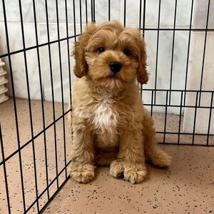 Cavapoo Puppies X WhatsApp me : +351 922 210 181 | PostAds PH