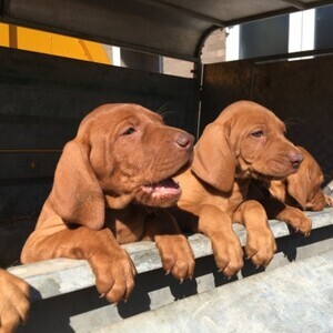 Hungarian Vizla Puppies X WhatsApp me : +351 922 210 181 | PostAds PH