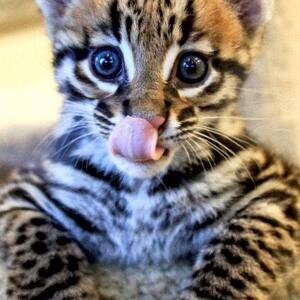 Lovely Ocelot Cats X WhatsApp me : +351 922 210 181 | PostAds PH