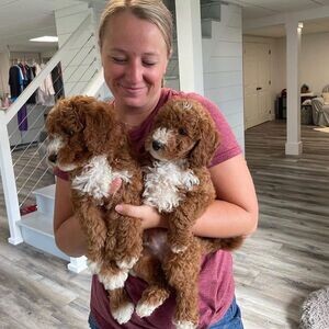 Goldendoodle Puppies X WhatsApp me : +351 922 210 181 | PostAds PH