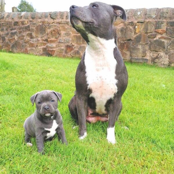  Staffordshire Bull Terrier Puppies X  WhatsApp me : +351 922 210 181