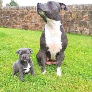 Staffordshire Bull Terrier Puppies X WhatsApp me : +351 922 210 181 | PostAds PH