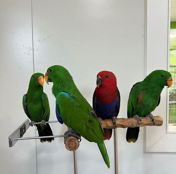  Eclectus Parrots x WhatsApp me : +351 922 210 181