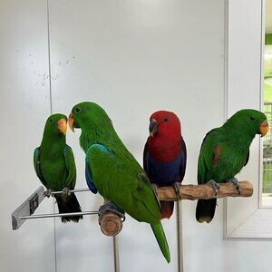 Eclectus Parrots x WhatsApp me : +351 922 210 181 | PostAds PH