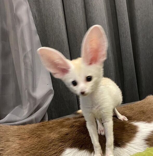   Fennec Foxes for sale  X WhatsApp me : +351 922 210 181